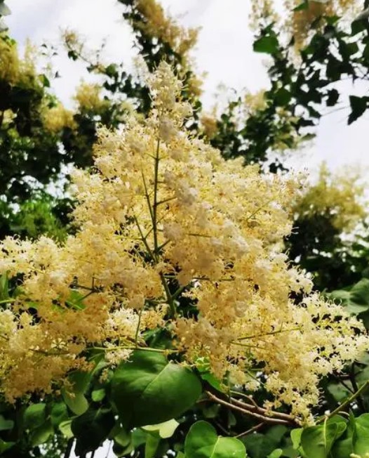 暴马丁香(双子叶植物纲植物)