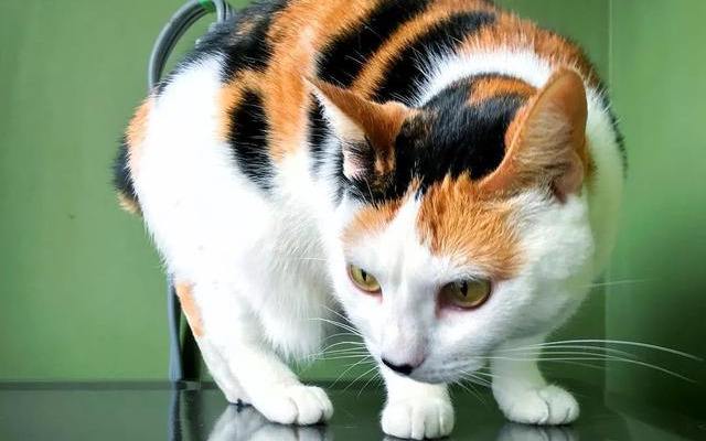三花猫(食肉目猫科动物)