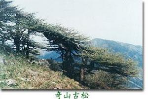 朱雀森林公园(自然风景旅游区)