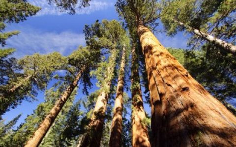 巨杉(杉科巨杉属植物)