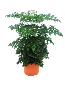 菜豆树(管状花目紫葳科植物)