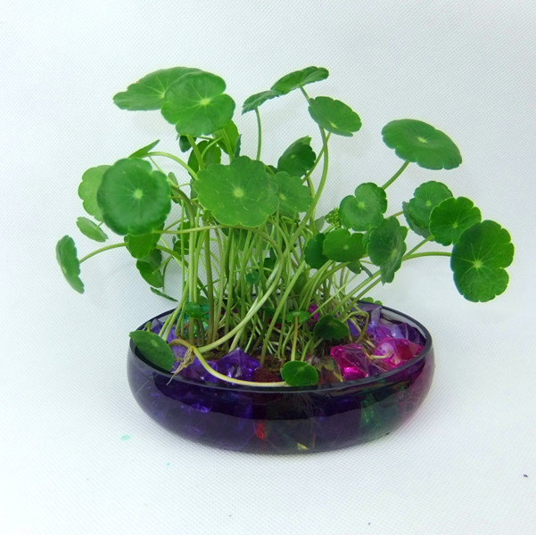 铜钱草(伞形科天胡荽属植物)