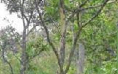 老挝大红酸枝(豆科黄檀属植物)