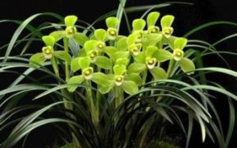 宋梅(中国春兰传统铭品的宋锦旋梅)