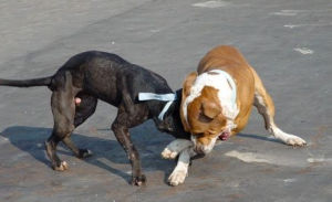 美国比特犬(食肉目犬科动物)
