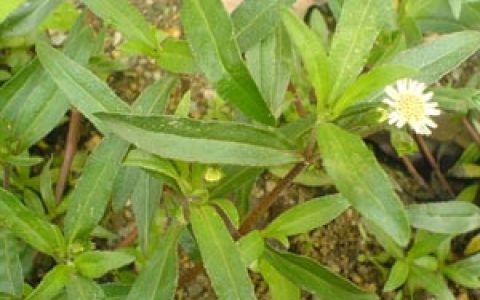 旱莲草(菊科植物鳢肠的全草)