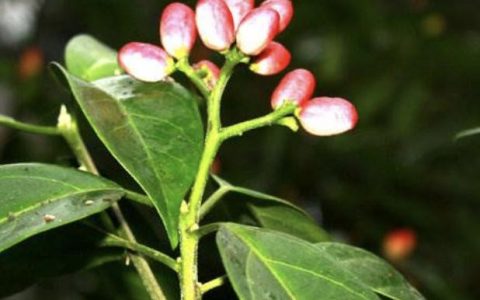 马比木(茶茱萸科假柴龙树属植物)