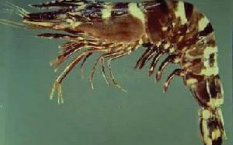 日本对虾(对虾科对虾属动物)