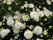 滁菊(菊目菊科植物)