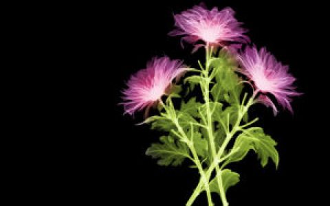 依米花(传说中的植物)