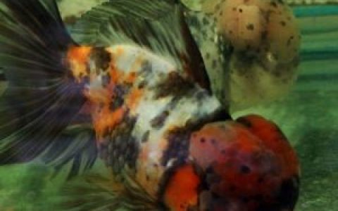 狮子头金鱼(鲤科鲫属动物)