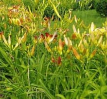 忘忧草(百合科萱草属草本植物)