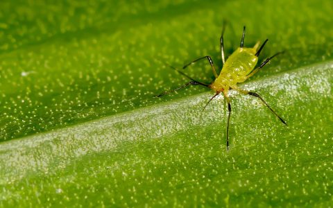 蚜虫(植食性昆虫)