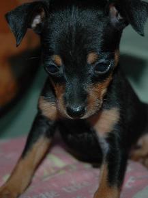 迷你杜宾犬(德国的家庭犬)