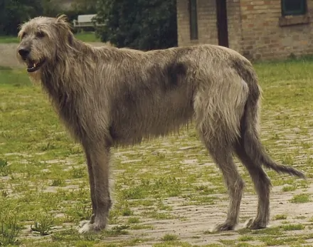 爱尔兰猎狼犬(犬科犬属动物)