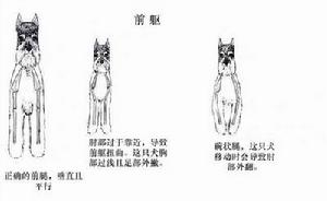 迷你雪纳瑞(犬科犬属动物)