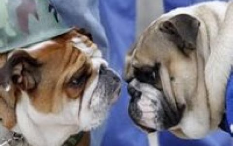 斗牛犬(犬科犬属的动物)