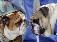 斗牛犬(犬科犬属的动物)
