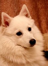 银狐犬(食肉目犬科动物)