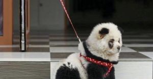宠物美容(为宠物做护理的技术)