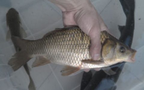 鲫鱼(鲤科鲫属动物)