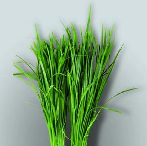 韭菜(百合科葱属植物)