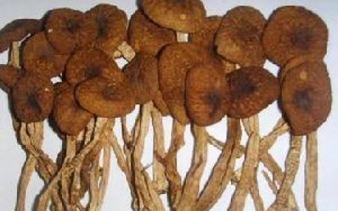 茶树菇(野生蕈菌)