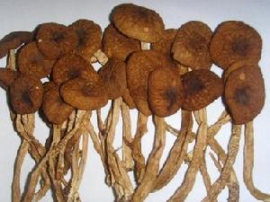 茶树菇(野生蕈菌)
