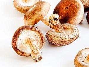香菇(食用菌)
