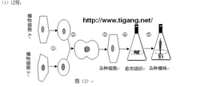 现代生物科技专题(普通高中生物学科教材)