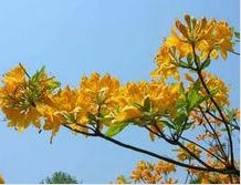 羊踯躅(杜鹃花科植物)