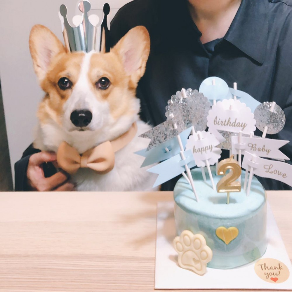 宠物用品(宠物附属周边产品)