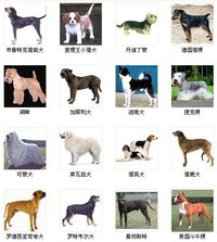 世界名犬(讲述犬的种类的书)