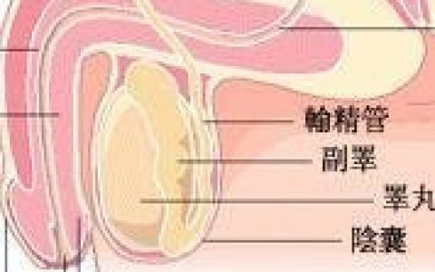 小睾丸症(医学疾病)