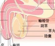 小睾丸症(医学疾病)