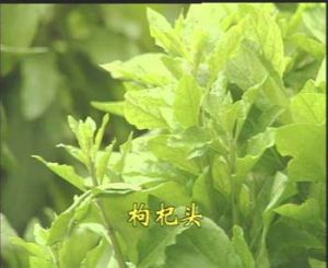 枸杞头(拘杞的嫩芽梢)
