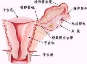 子宫内膜薄(女性常见病症)