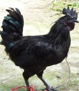 五黑鸡(雉科家鸡动物)