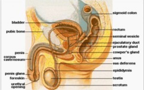 泌尿科(生殖系统的医学)