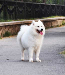 萨摩犬(宠物狗品种)