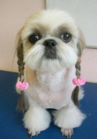 西施犬(中国狮子犬)