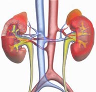 小便刺痛(泌尿系病变症状)