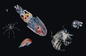 浮游动物(水中营浮游性生活的动物类群)