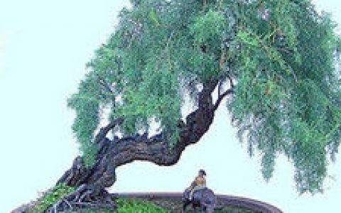 牧童(吕岩的诗)