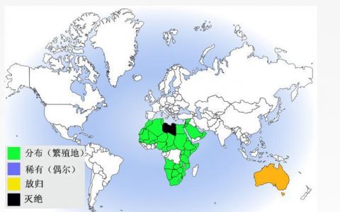 非洲鸵鸟(鸵鸟科鸵鸟属鸟类动物)