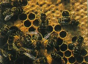 蜂巢(蜂类昆虫所建巢穴)