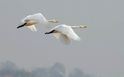 双宿双飞(汉语词语)