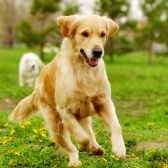 世界犬种智商排行(世界犬业联合会制定的排名表)