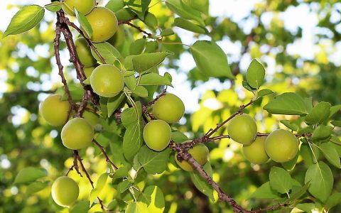 山杏(蔷薇科杏属植物)