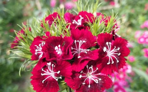 石竹梅(石竹科石竹属植物)